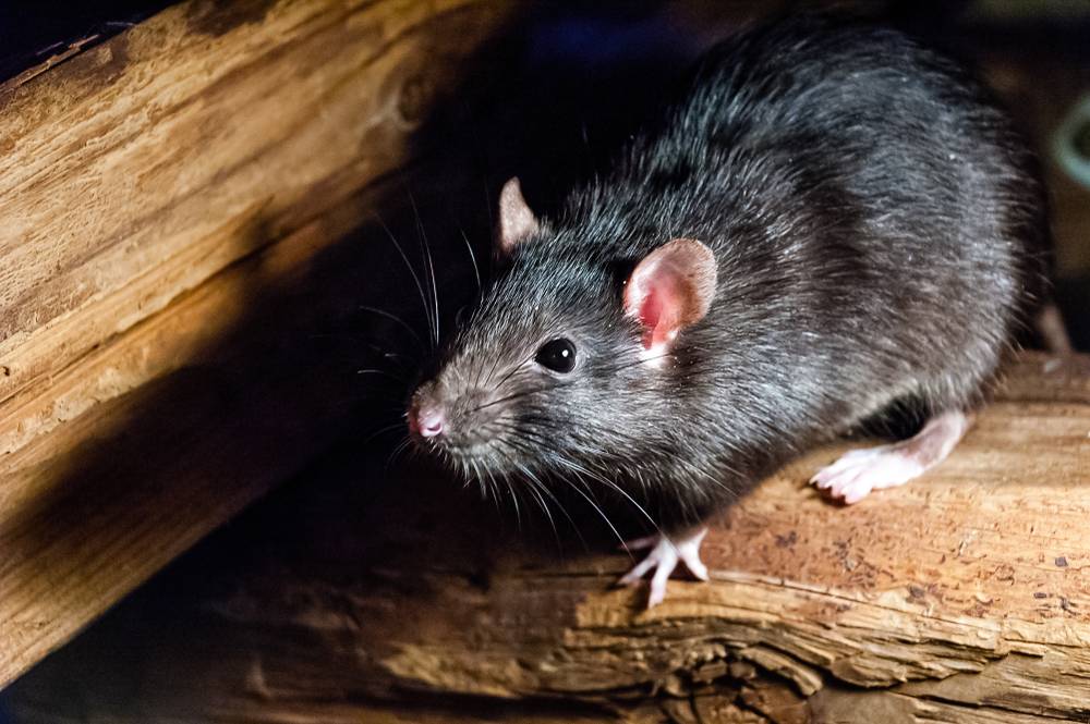 Intervention anti-intrusion rats, fouines et rongeurs